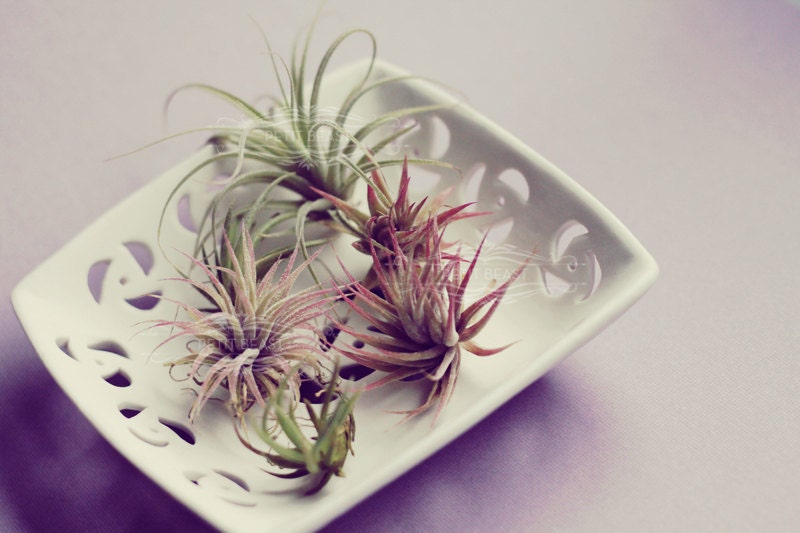 Small Air Plant // Solo Plant tiny and cute