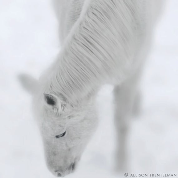 White Horse Photo - Black and White Horse Photography - Horse Photograph - Horse Art Print - Horse Print - Winter Snow Photo - Winter Art