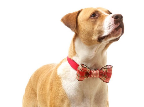 Dog Bow Tie: Spring Formal Bow / Collar Corsage for Dogs in MED / LRG - Wired Bow in Red & Cream