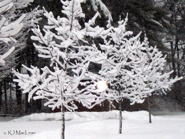 Maple Trees In Winter