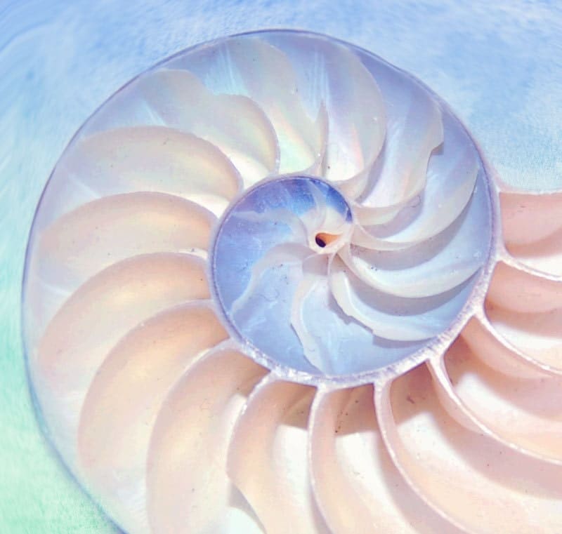Nautilus Sea Shell Curves-10 x 10'Beach Decor Fine Art Print