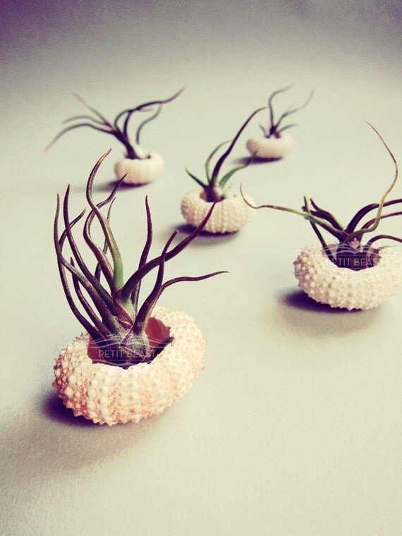 Lazy Sun Bathers // Small Air Plant Sea Urchin Wedding Favor Home Decor Gift Kit DIY tiny cute tillandsia exotic plant shell