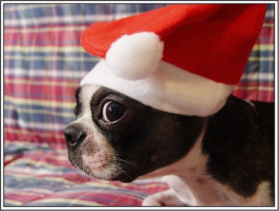 4 Dog Puppy Boston Terrier Christmas Greeting Notecards/ Envelopes Set