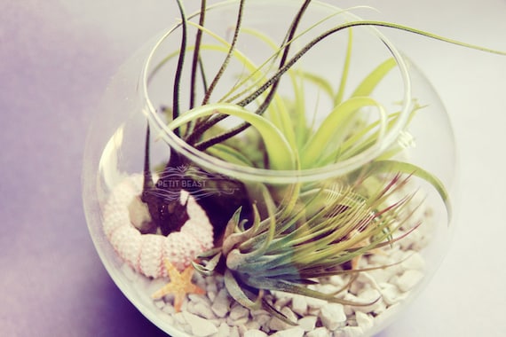 Sea Inspired Fishbowl Terrarium // Air Plants in Glass Bowl Wedding Favor Decor Gift DIY Minimalist Garden tillandsia modern centerpiece