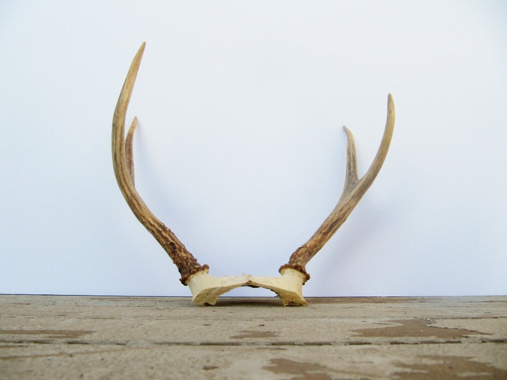 Vintage Deer Antlers