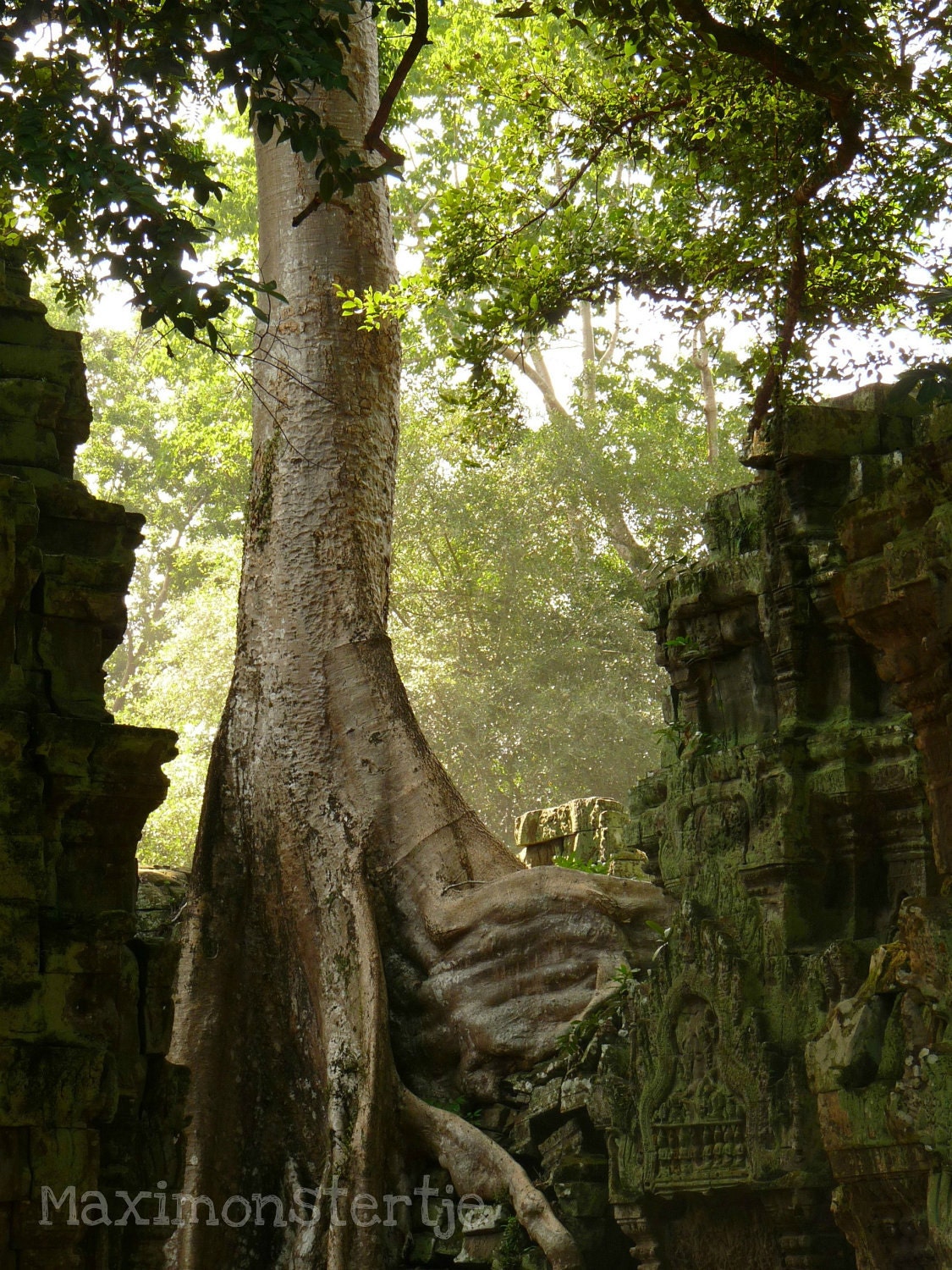 Woodland Tree Angkor Photography - Fine Art Travel Print - Nature 12x18 Signed Art Print - Ta Prohm, Angkor, Cambodia - Serenity