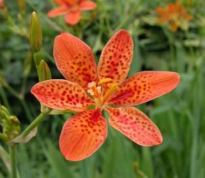 Plant  Blackberry Lily, also known as a Leopard Lily  Live Plant