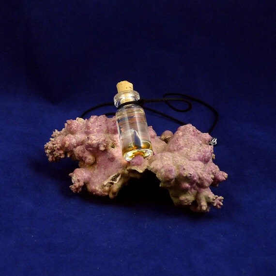 Hermit Crab Specimen Jar Necklace  - Handmade Science Inspired Jewelry