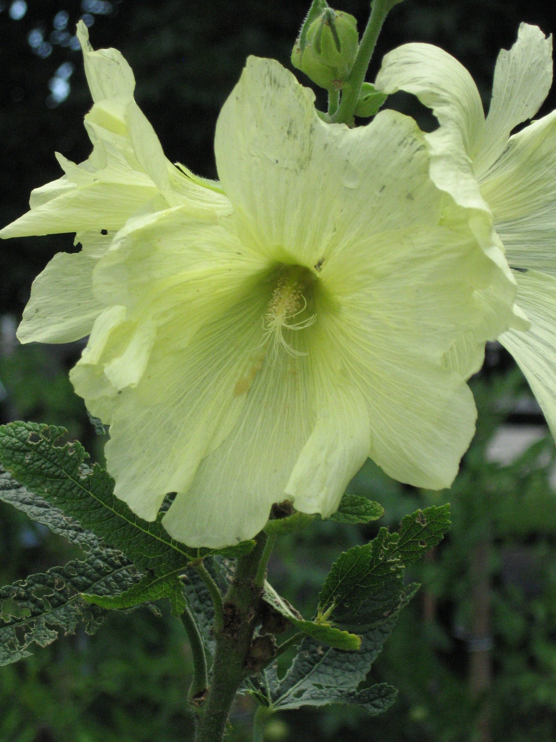 YELLOW HOLLYHOCK, perennial, 75 seeds, stately back of the border plant