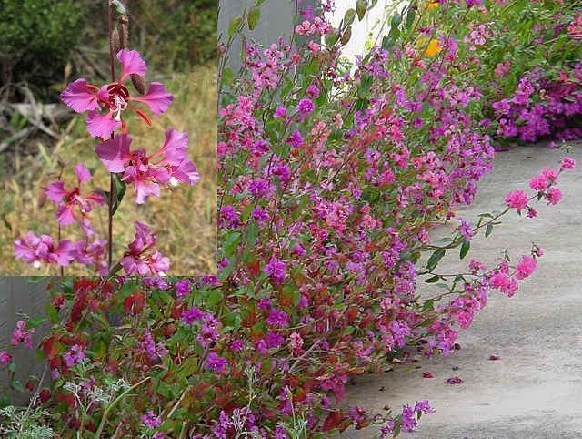 Mountain Garland, pink, native,  Clarkia, 100 seeds