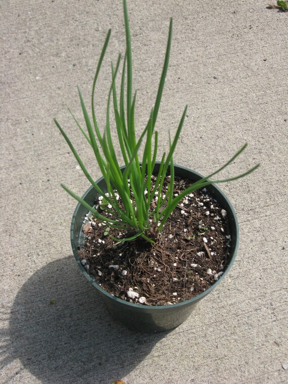CHIVES, ONION, perennial culinary  herb, fresh is best, one plant