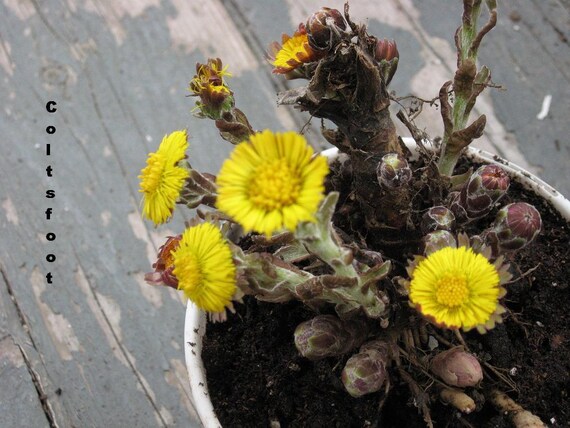 COLTSFOOT, 100 seeds, harvested in April, fresh seed germinates the easiest, herb plant