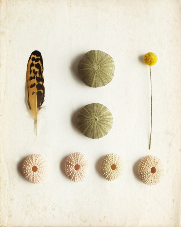 Feather Art Photography with Sea Urchin 8x10 Archival Photograph
