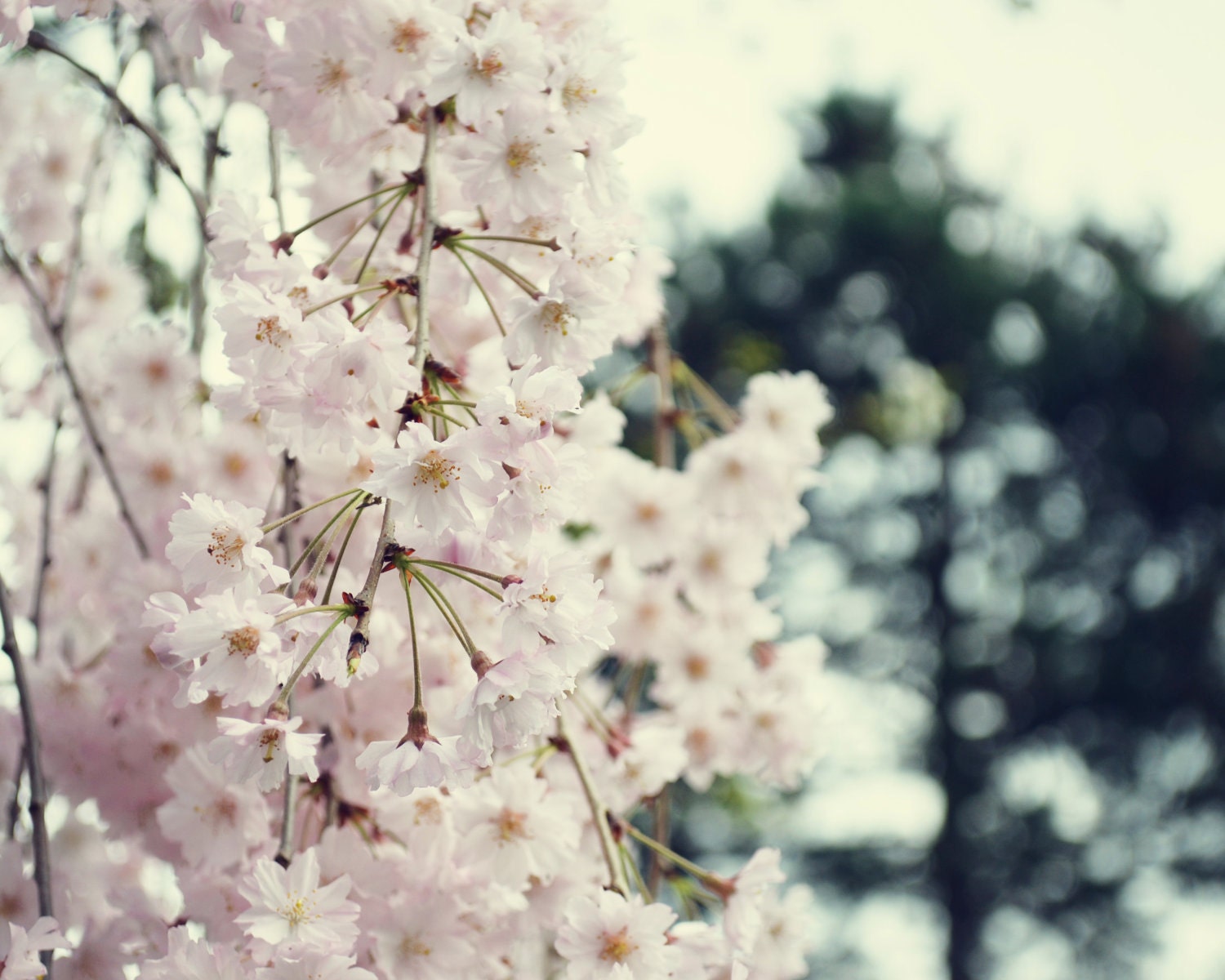 Cherry Blossoms // 8x10 Original Photography Print // Fine Art Floral Photograph // spring pink soft feminine cherry flowers