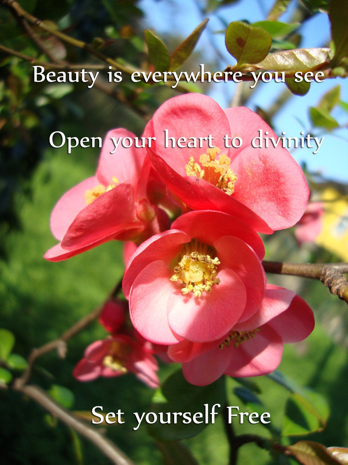 Nature Photo Inspirational Quote -  8x10 Fine Art Photography, Beauty is everywhere you see