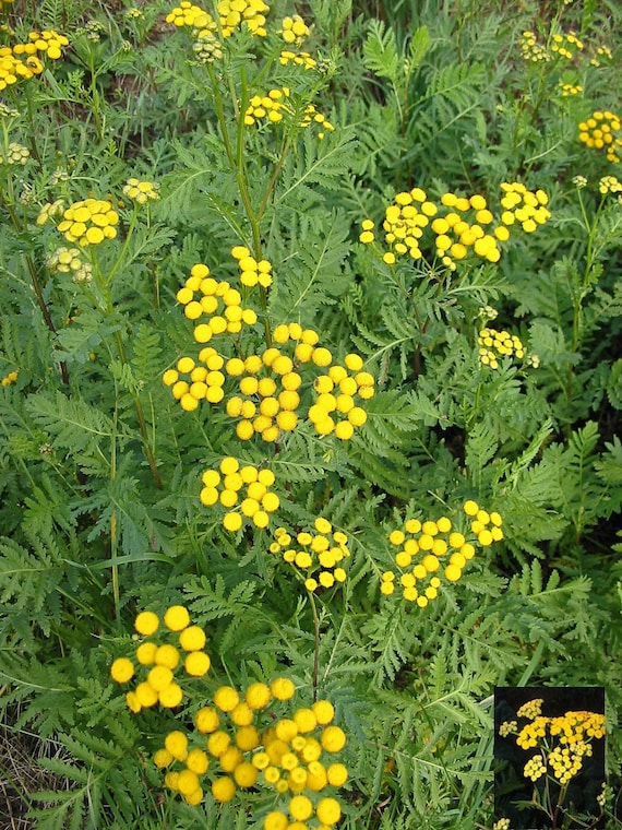 TANSY, live plant, perennial, tall growing