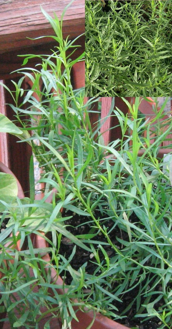 FRENCH TARRAGON, perennial culinary  herb, fresh is best, one plant