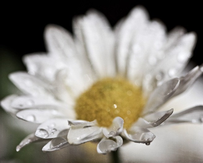 White water drops rain mustard yellow romantic love elegant black dark soft flower daisy spring photograph - 8x10 Fine Art Photography Prin