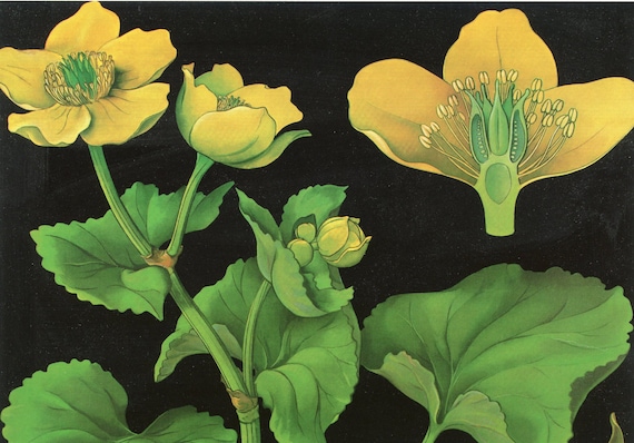 Vintage Marigold Flower Botanical Chart Print 1920s - 1950s