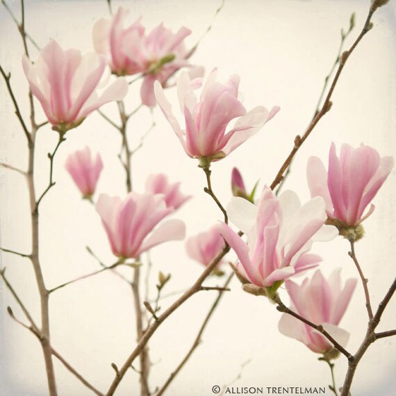 Magnolia Print - Pink Magnolia Flower Photograph - Fine Art Print - Pastel Pink Flower Wall Art - Home Decor Flowers "Pink Magnolia Blooms"