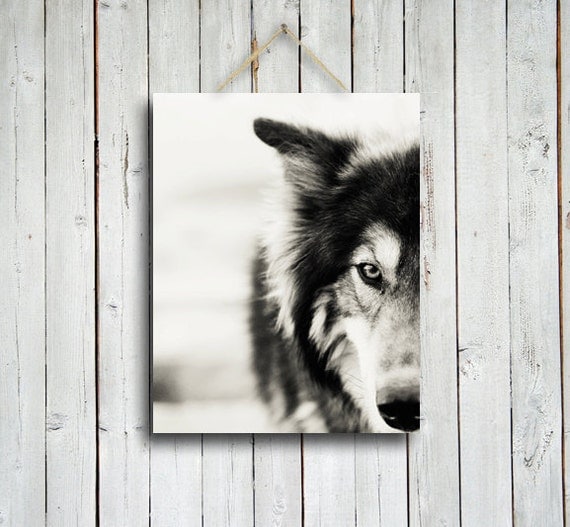 The Wolf - Wolf photo - Wolf decor - Native American style decor - Black and White wolf - Wolf dog photo - Wolf photography