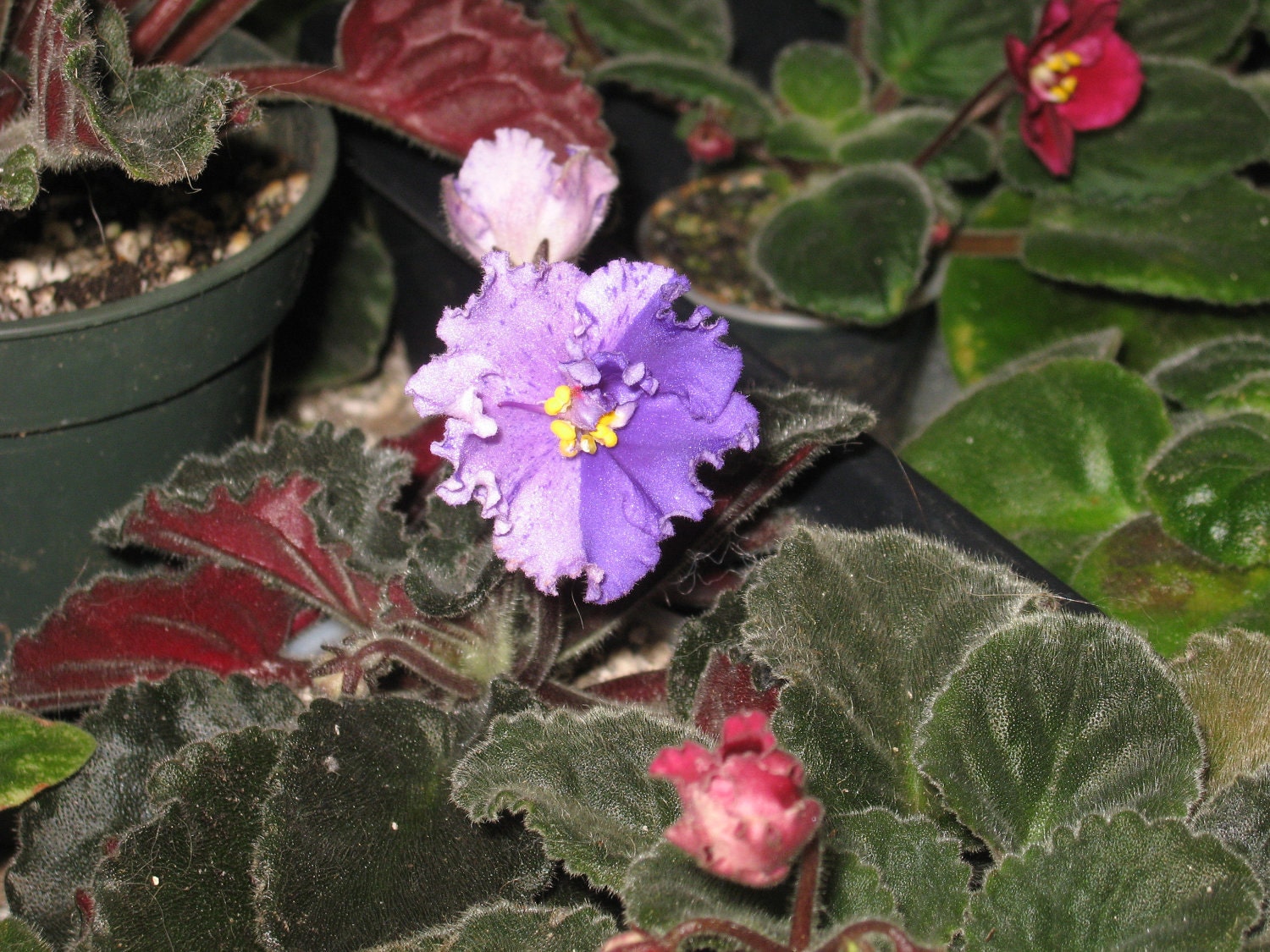 African Violet, live plant, KOVOTAM L'DA, Russian,  starter, now shipping to California