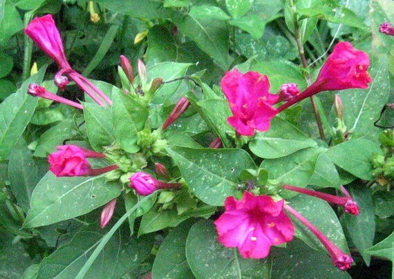 Four O'Clocks, Marvel of Peru, Mirabilis jalapa Organic Heirloom Seeds Night Blooming