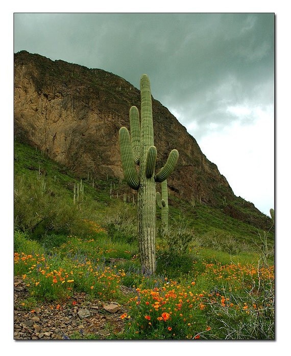 WILDFLOWERS AT PICACHO PEAK  ARIZONA- 8x10 ORIGINAL FINE ART PHOTOGRAPHY