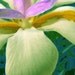 Japanese Iris Photo Painting $15