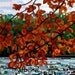 budanart 5x7 Chunky Print - Maple Lake