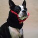 The Count - Dog Collar