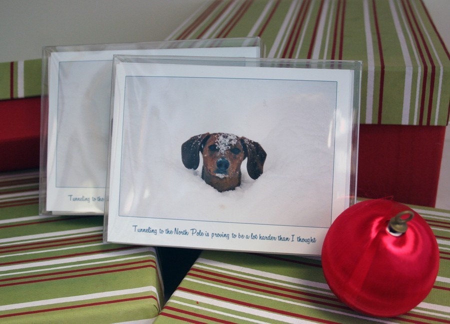 Dachshund Christmas Cards featuring Ammo - Northpole