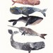 Five Whales Stacked - Archival Print