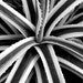 Succulent Stripe  - Fine Art Photograph - 3 foot wall print