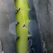 Open Up - Fine Art Photograph - 5 foot wall print