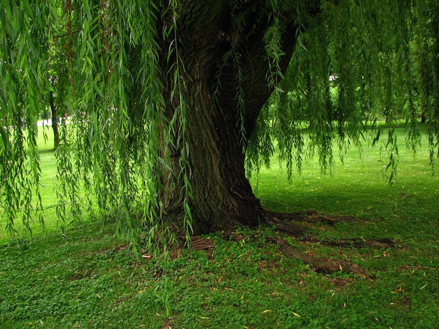 Trunk of the Willow  -Fine Art Photography - 3rd photo in Willow Tree Park Series
