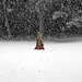 Red riding hood in Blizzard Snow forest  - Winter woman photography -  Fine Art Photography Print 6x6 (15x15cm)