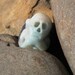 Misery of ONSLO  ... amazonite ... octopus ... skull ... focal pendant bead