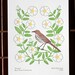 georgia (from birds and blooms of the 50 states)