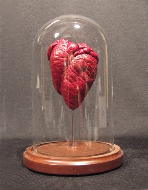 RAM'S HEART UNDER GLASS real natural history display for Victorian cabinet of curiosities or Valentine's day gift