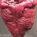 RAM'S HEART UNDER GLASS real natural history display for Victorian cabinet of curiosities or Valentine's day gift