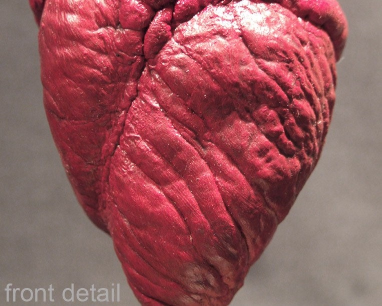 RAM'S HEART UNDER GLASS real natural history display for Victorian cabinet of curiosities or Valentine's day gift