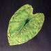 Flat Leaf Casting