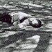 Dead Asleep - 4x6 Postcard - Set of 3