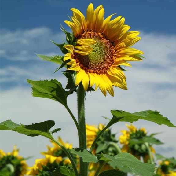 Rebel Sunflower 8x12 signed photo 11x14 mat flower yellow summer warm individual growing plants nature crop field farm decor country