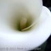 Yesterday's Spring Fine Art Photo Print $15