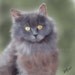 Misty the cat painting 5 x 5 inch photographic print