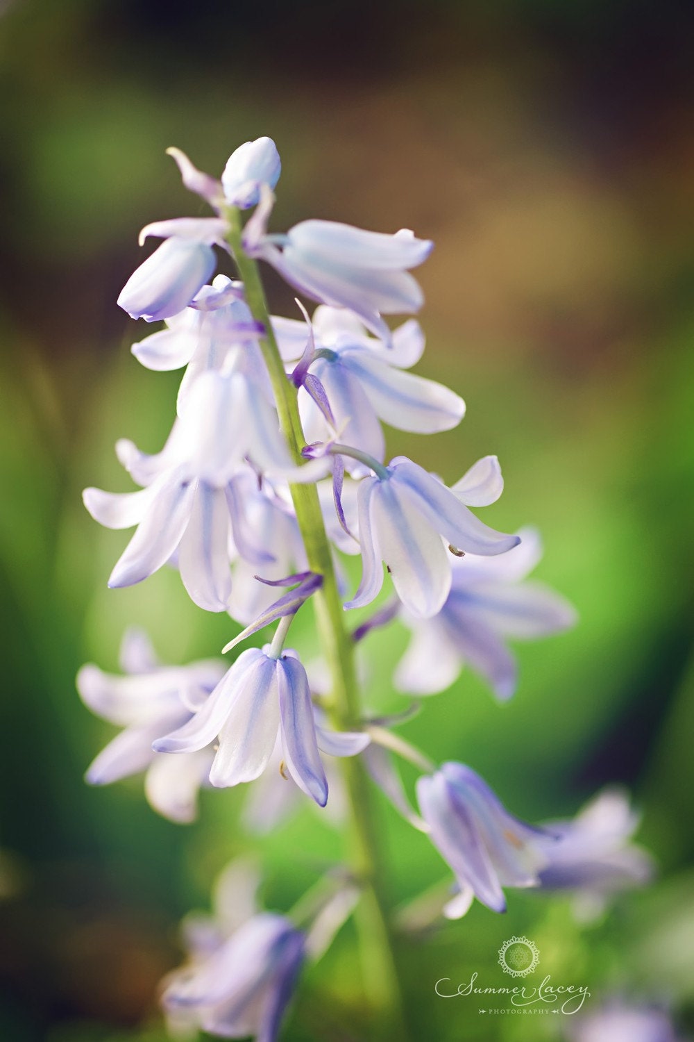 Blue Bells - Fine Art Print -8x10 - Spring Blue Bell Flowers - Original Wall Art