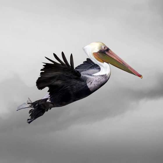 Glide, Bird Art Print, 6 x 6