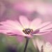 Soft Morning Light - 10x10 - Fine Art Print - Pink Flower Blossom Original Wall Art